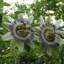 Passion Flower