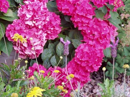 Bright Spot on a dull day (Hydrangea macrophylla)