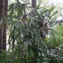 Staghorn Fern