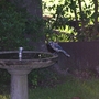 BlueJay.jpg
