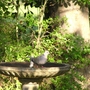 Dove_in_Birdbath.jpg