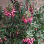 Fuschia.jpg