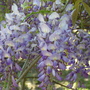 wisteria