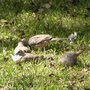 Spanish_Doves.jpg