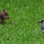 squirrel and bluejay