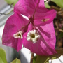 whats this called? (Bougainvillea glabra.)