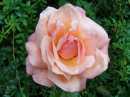 A garden flower photo