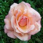 100_4603_pink_rose