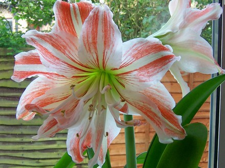 Amaryllis 