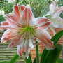 100_4215_cropped_special_size