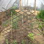 Polytunnel May 2008