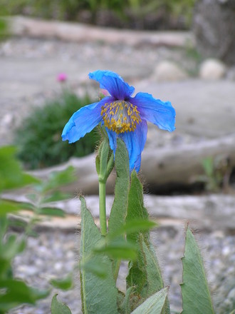 Our first Meconopsis flower (Meconopsis (Himalayan blue poppy))