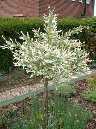 Standard Willow (Salix Integra 'Hakuro-nishiki')