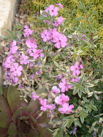 Phlox amoena variegata (Phlox amoena variegata)
