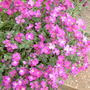 Pictures_to_sort_006