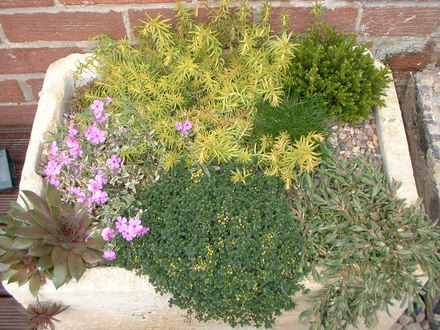 Sedum rupestre (Sedum rupestre)