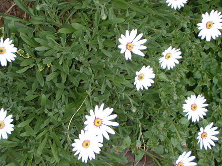 Osteospermum - Cape Daisy (Osteospermum)