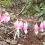 Pictures_to_sort_009