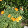 Meconopsis cambrica