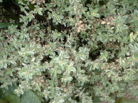 Thyme Silver Posie (Thymus)