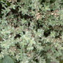 Silverposie-thyme