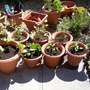 Pots1.jpg