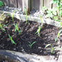 Sweetcorn.jpg