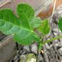 young fig (Ficus carica.)