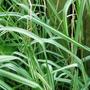 Copy_of_garden_072