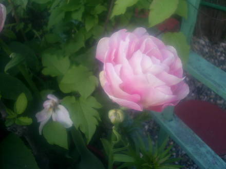 tulip 