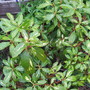 Goldfimmer Varigated rhodendrum