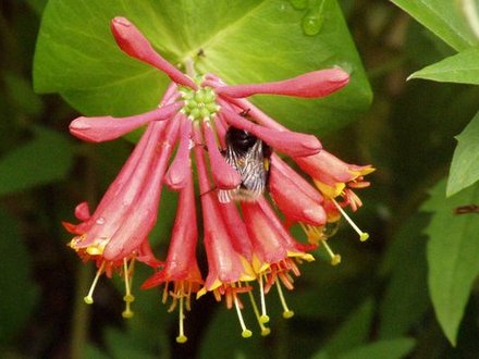 another bee