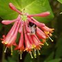 another bee