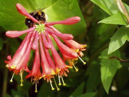 last bee photo (promise)