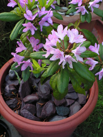 POTTED UP THIS YEAR........................