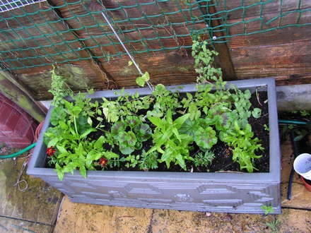 TROUGH OF MIXED PLANTS