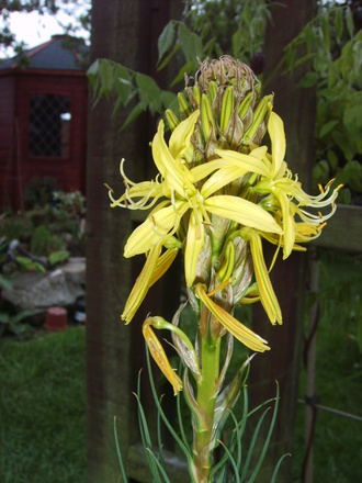 Asphodeline lutea in the Evening (Asphodeline lutea (King's Spear))