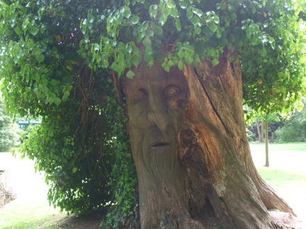 story tellers tree. clyne valley park garden swansea.