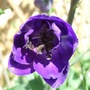Delphinium__black_knight_