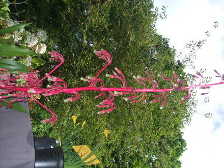 beschorneria (beschorneria)