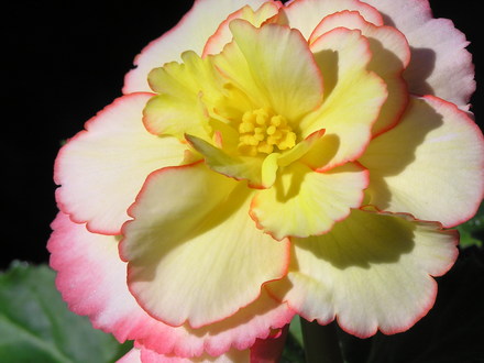 Begonia