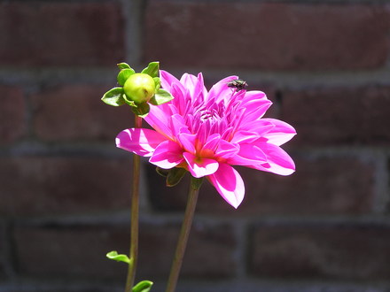 Dahlia