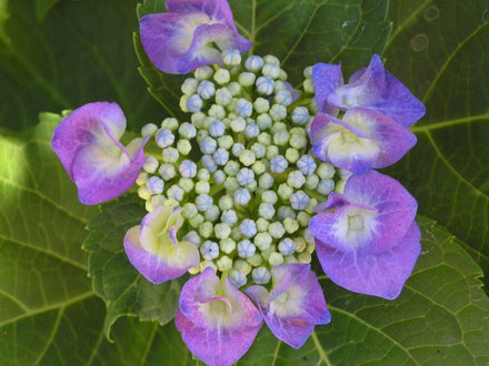 Hydrangea