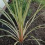 Cordyline australis