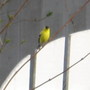 Finch