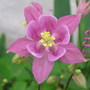 Flowers_005