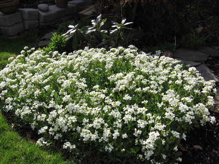 rock cress (Arabis alpina (Alpine Rock-cress))