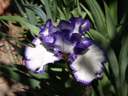 purple and white iris