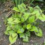 Unknown Plant