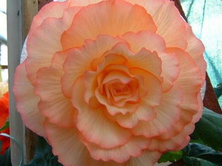 A garden flower photo